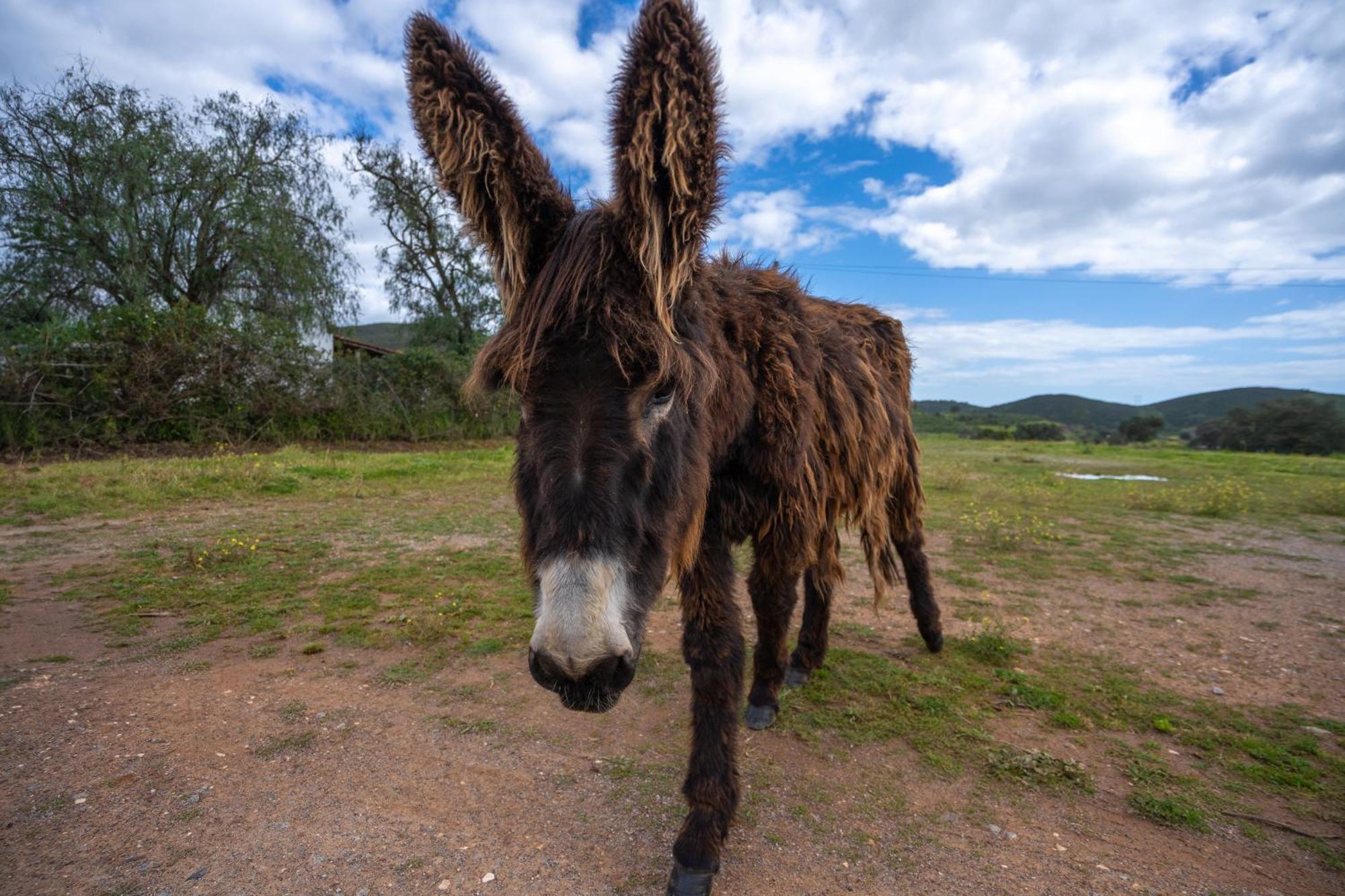 Burro Ville By Host Wise ポルティマン エクステリア 写真