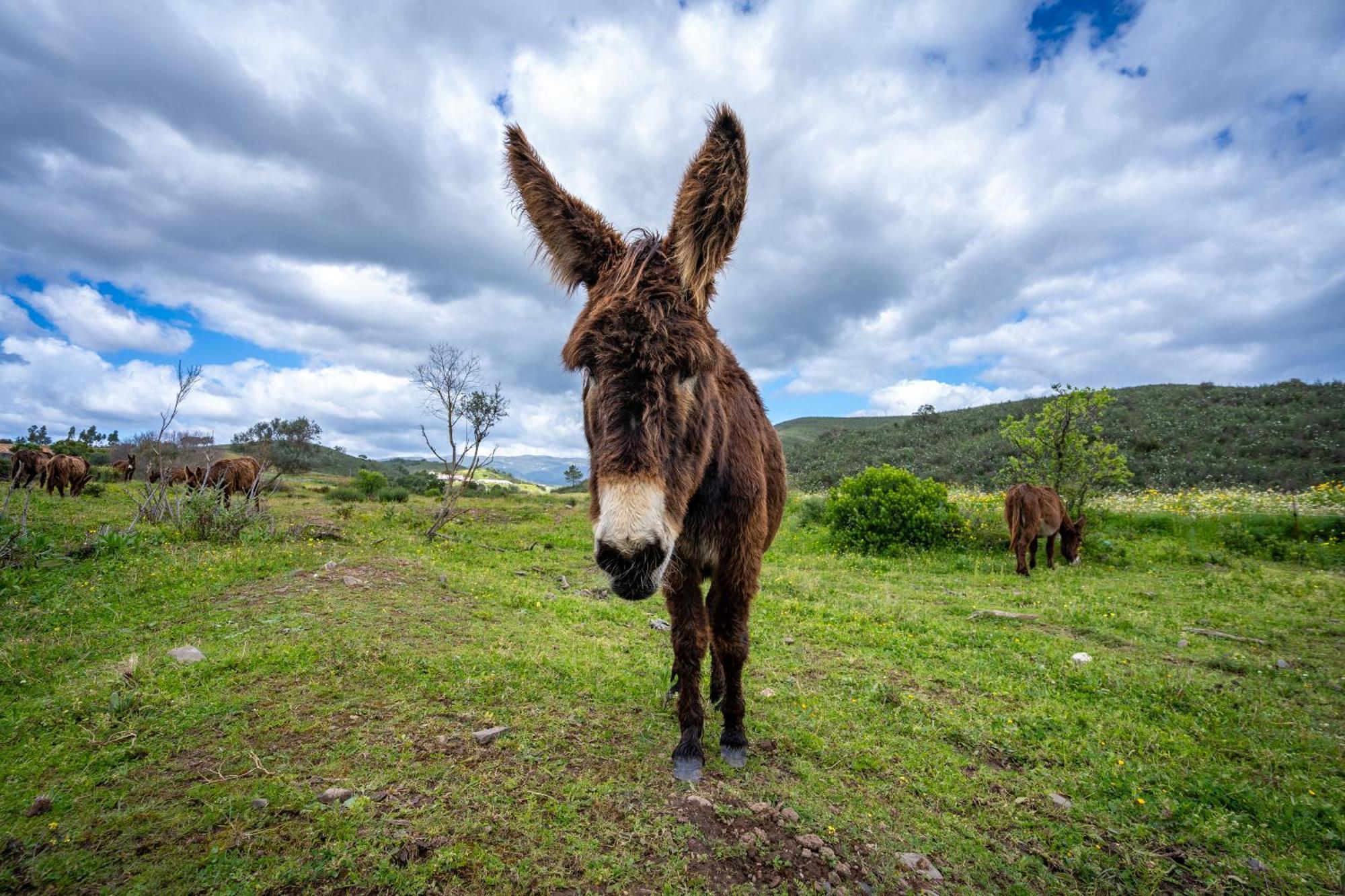 Burro Ville By Host Wise ポルティマン エクステリア 写真